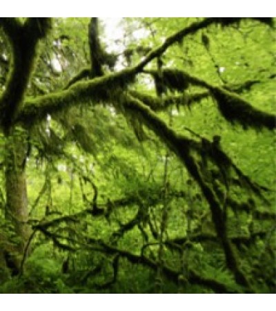 Oakmoss Absolute Oil