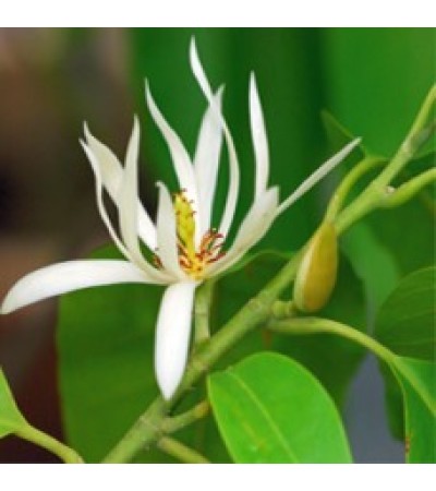 Michelia Alba Essential Oil