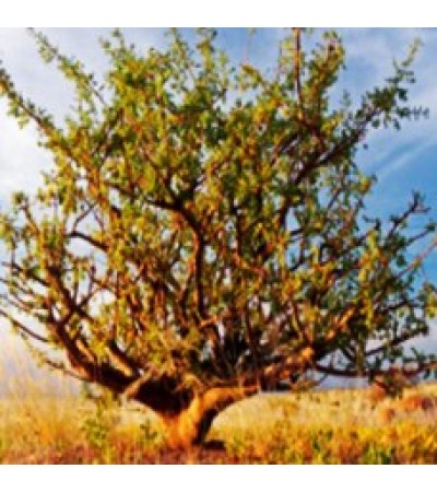 Myrrh Essential Oil (Egypt)