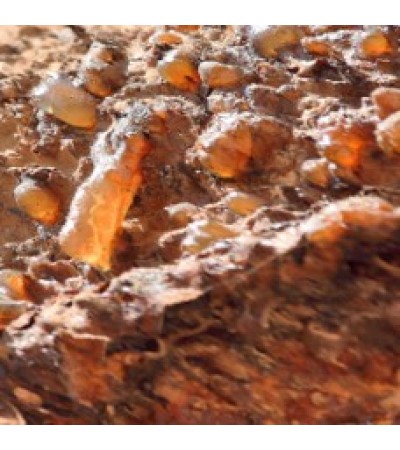 Myrrh Essential Oil (India)