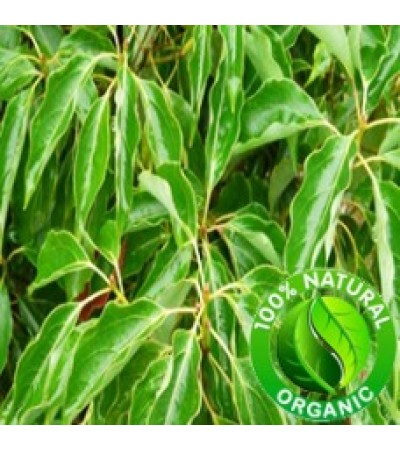 Ravensara Essential Oil Organic