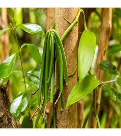 Vanilla Absolute Oil Organic