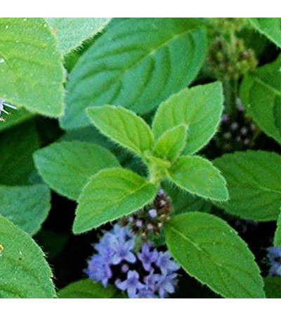 Cornmint Essential Oil (INDIA)