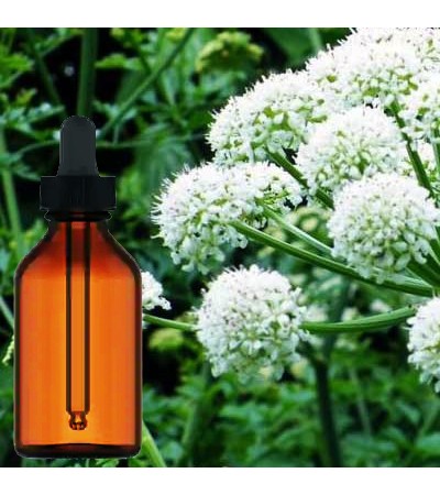 Angelica Root Liquid Extract