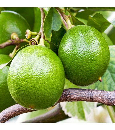 Bergamot Essential Oil (Bergaptene Free)