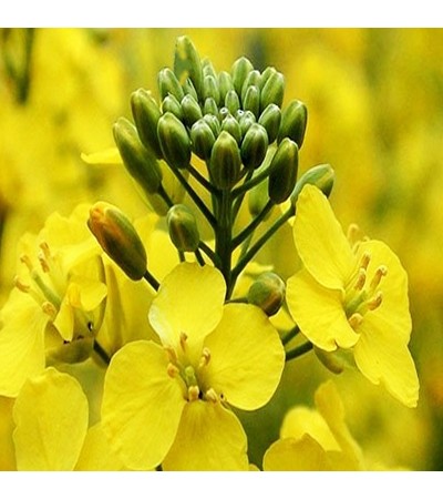 Camelina Seed Oil Virgin
