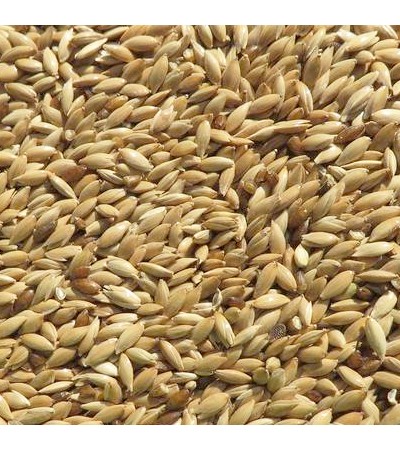 CANARY SEEDS
