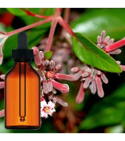 Cinchona Bark Tincture