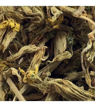 COWSLIP (PRIMROSE) FLOWER WHOLE 