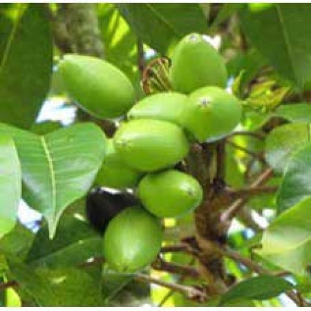 Elemi Essential Oil 