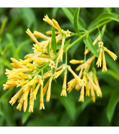 Raat Ki Rani Absolute Oil