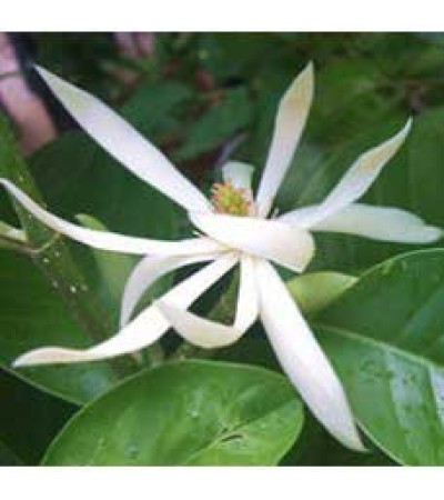 White Champaca Absolute Oil