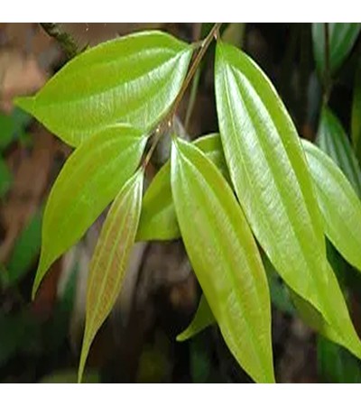 Cinnamomum Subavenium Extract