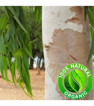 Eucalyptus Oil Red ORGANIC