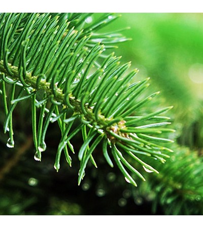 Fir Needle Essential Oil