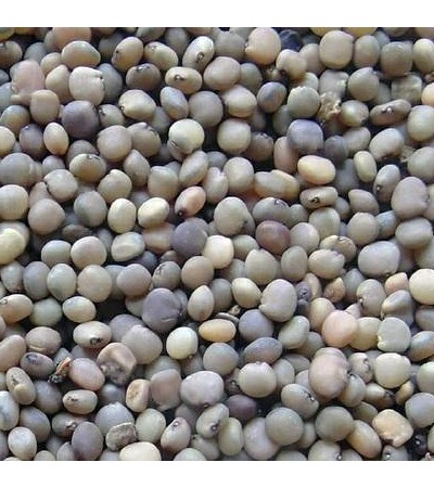 GUAR GUM SEED WHOLE