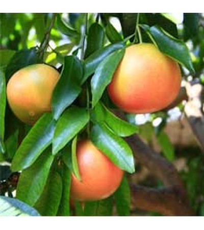 Grapefruit Pink Essential Oil (USA)