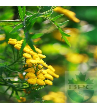 Helichrysum Hydrosol Water