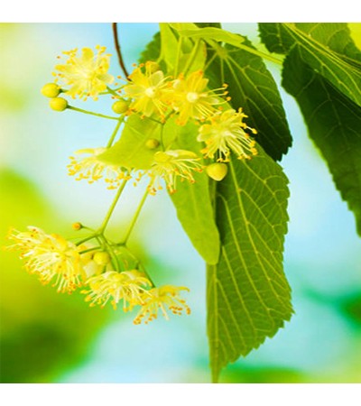 Linden Blossom Attar