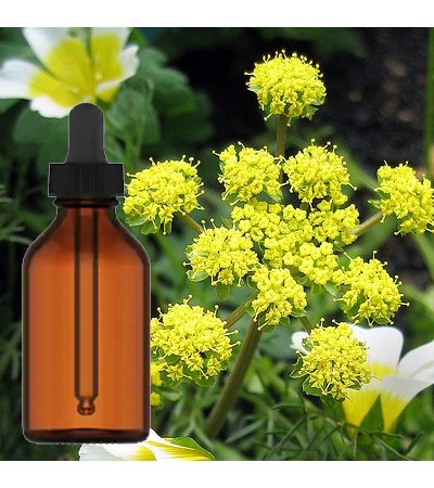 Lomatium Root Tincture