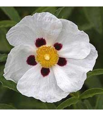 Labdanum Absolute Oil