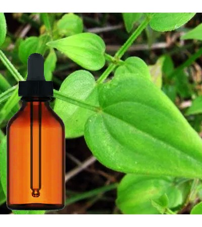 Manjistha Indian Maddar Liquid Extract