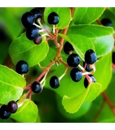 Maqui Berry Carrier Oil Virgin