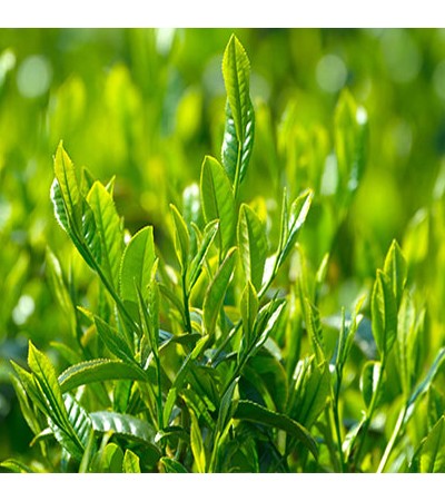 Matcha Green Tea Herbal Oil