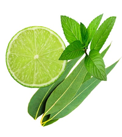 Mint And Eucalyptus Fragrance Oil