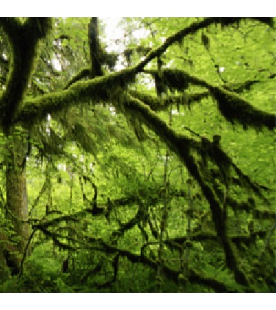 Oakmoss Natural Blend Oil