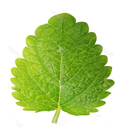 Melissa Leaf Hydrosol