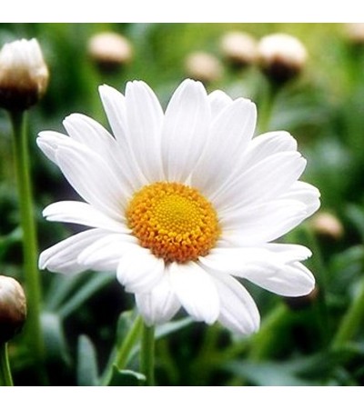 Chamomile Essential Oil Wild