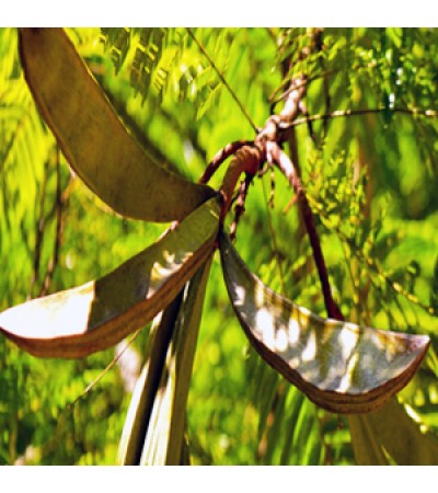 Pracaxi Carrier Oil Virgin (WildCrafted)