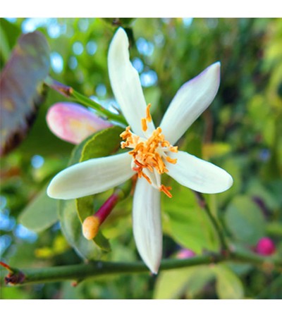 Petitgrain Essential Oil