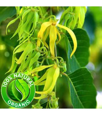 Ylang Ylang Essential Oil Organic