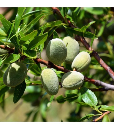 Almond Sweet Oil Cosmetic Grade Refined