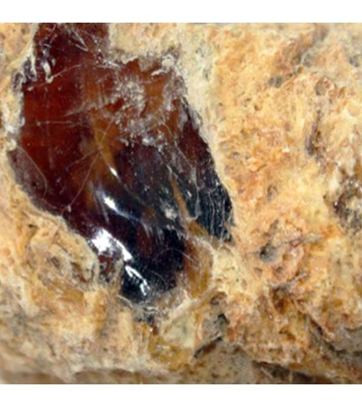 Ambergris Absolute Oil RCO
