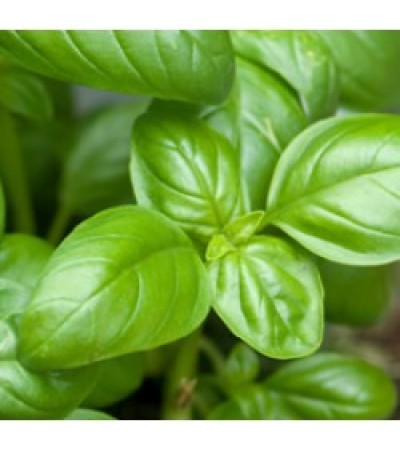 Basil Essential Oil 