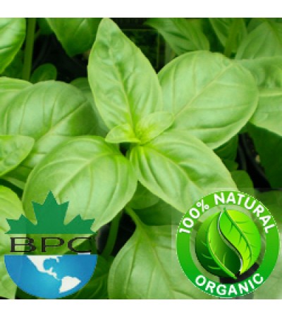 Basil Essential Oil ORGANIC