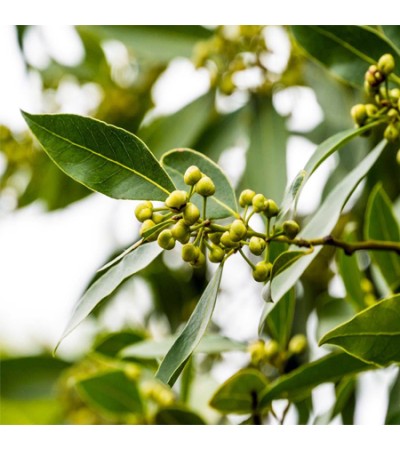 Bay Leaf Essential Oil (INDIA)