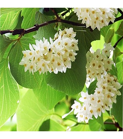 Benzoin Absolute Oil