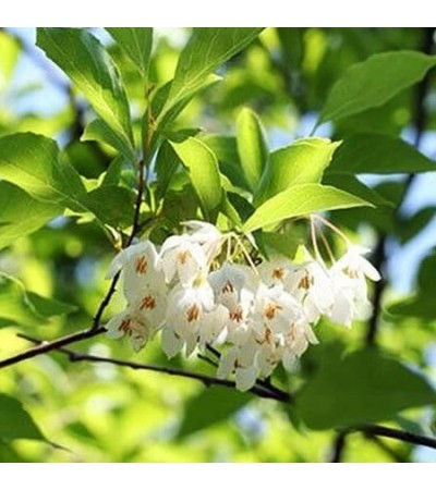 Benzoin Essential Oil 