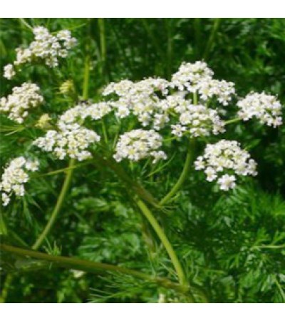 Caraway Seed Essential Oil