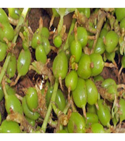 Cardamom Essential Oil ORGANIC