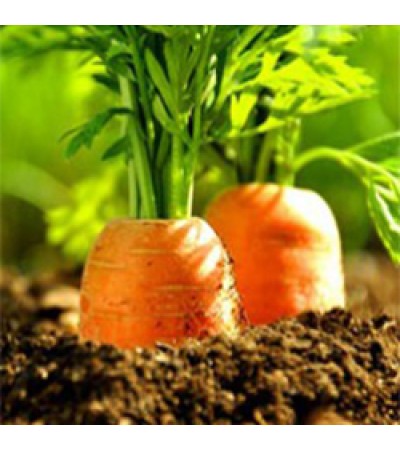 Carrot Seed Essential Oil ORGANIC