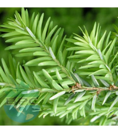 Cedar Wood Essential Oil (Morocco)