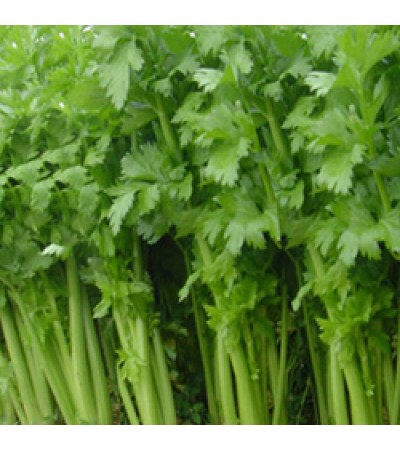 Celery Seed Essential Oil (Hungary)
