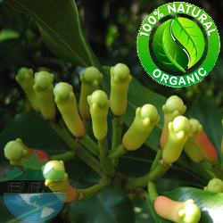 Clove Bud Essential Oil Organic 