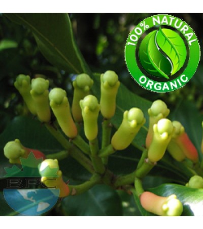 Clove Bud Essential Oil Organic 
