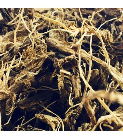 COLEUS FORSHKOLI ROOT C/S